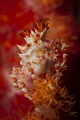   Candy crab soft coral  